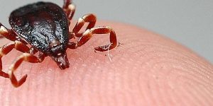 Kırım Kongo Kanamalı Ateş Vakalarında Artış Görüldü