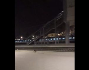 Ankara’da Bir Makinist ve Sadık Köpeği: Unutulmaz Tren Sevinci.