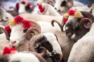 Kurban Bayramı Öncesinde Uzmanlardan Uyarı : Çok Vaka Oluyor