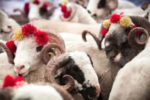 Yurt İçi ve Yurt Dışı İçin Kurban Vekalet Bedelleri Belirlendi