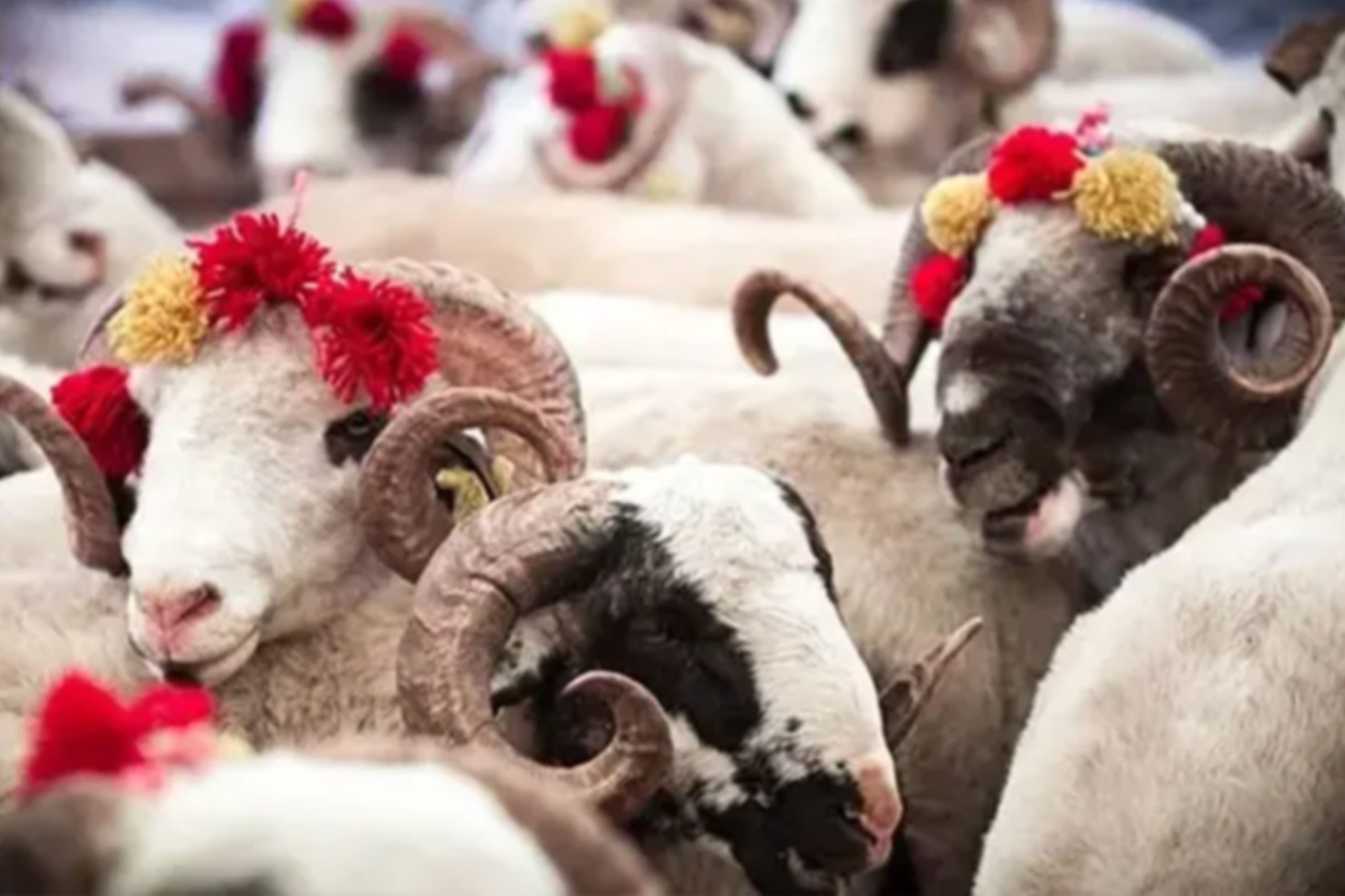 Diyanet İşleri Başkanı Ali