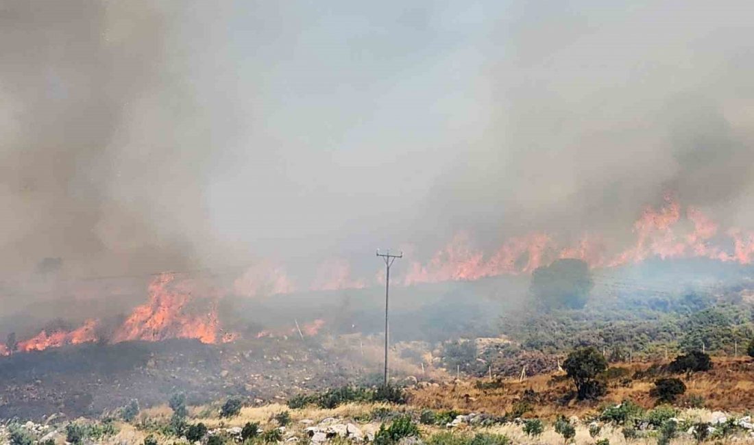 İzmir’in Menderes ilçesinde henüz