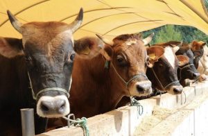 Kurban Fiyatlarından Satıcı Memnun Ama Alıcı Memnun Değil