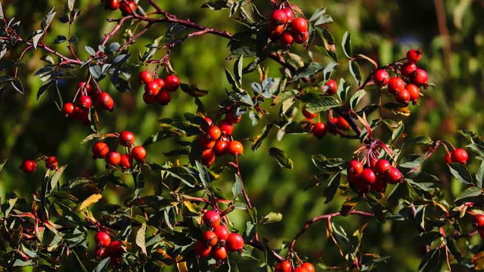 Kuşburnu, vücut sağlığını korumak ve