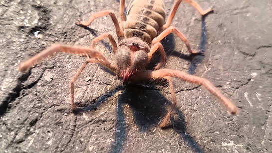 Niğde’nin Çamardı ilçesinde havaların ısınmasıyla