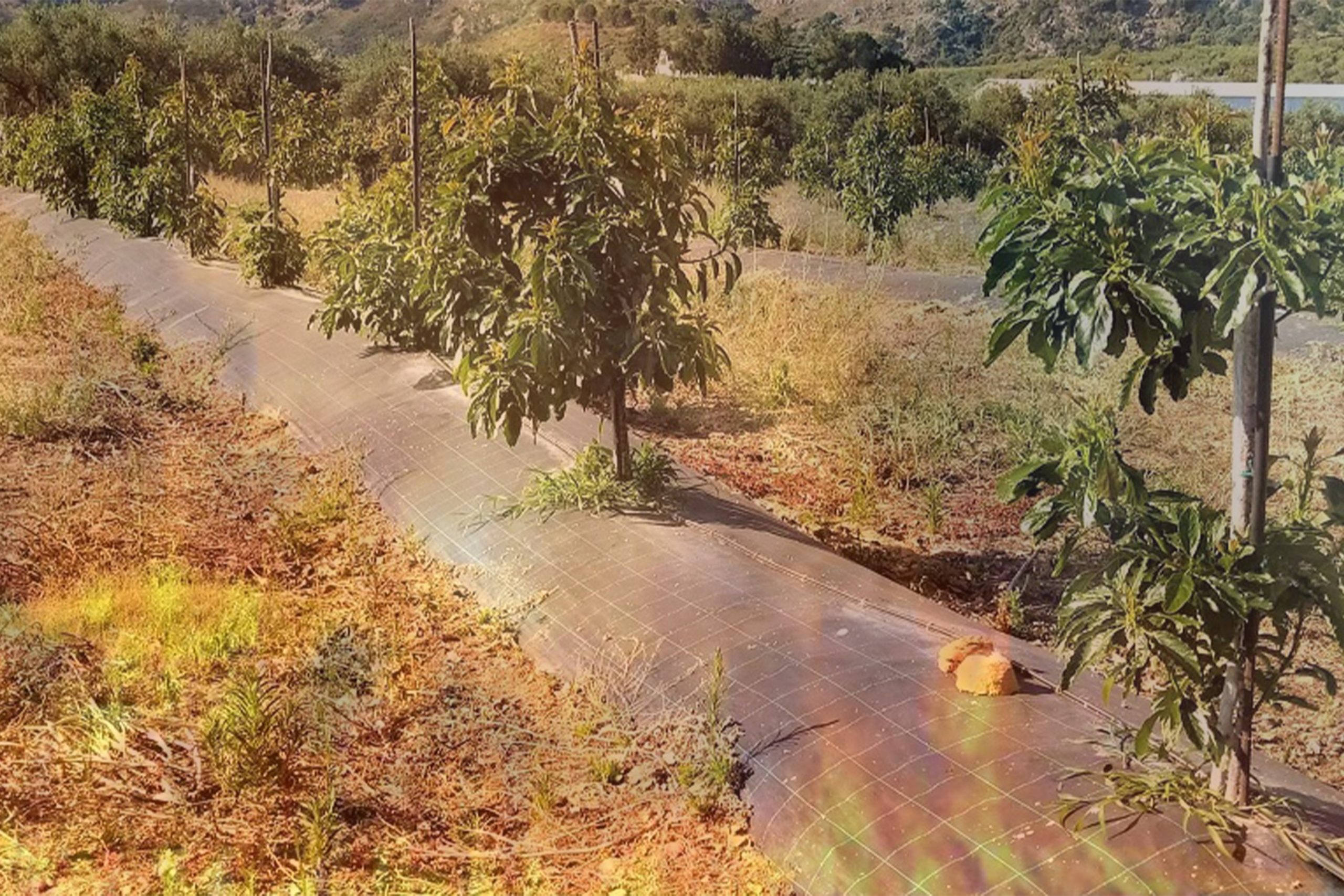 Olay, Yeşilöz Mahallesi Denizgüneyi mevkiinde