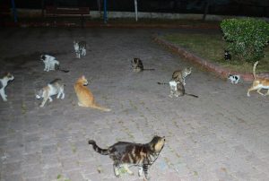 Kedi Tartışması Saldırıya Döndü: Anne ve Kızı Yaralandı!