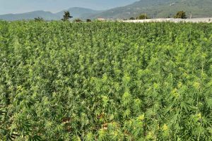 Edirne’de Ayçiçeği Tarlasında 2 Milyon 65 Bin Kök Kenevir Ele Geçirildi!