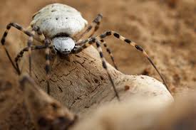 Elazığ’ın Baskil ilçesine bağlı Eskiköy’de