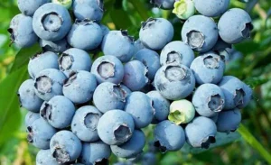 Ordu’da Mavi Yemiş Üreticileri Mutlu!