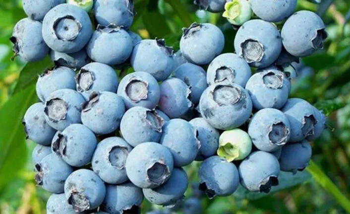 Ordu’da Büyükşehir Belediyesi’nin destekleriyle