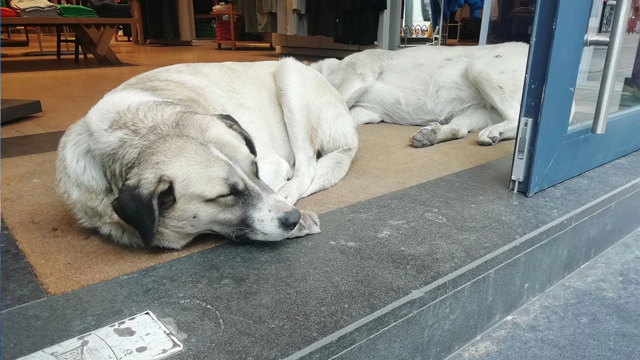 Türkiye’de başıboş sokak köpekleri, yastık,