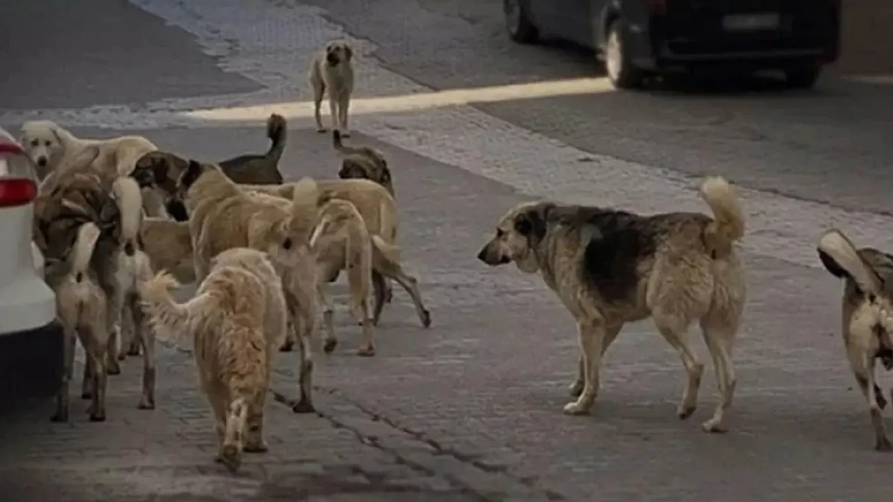 Adana’da Sokak Köpeklerinin Saldırısına Uğrayan 5 Yaşındaki Çocuk Ağır Yaralandı Adana’da sokak köpeklerinin saldırısına