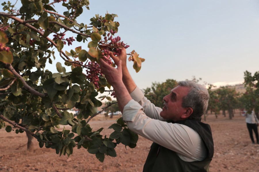 Şanlıurfa’da Fıstık Hasadı Başladı! Rekolte Rekor Seviyede Şanlıurfa’da fıstık hasadı başladı!