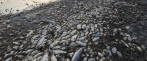 İzmir’den Sonra Yunanistan’da Milyonlarca Ölü Balık Kıyılara Vurdu