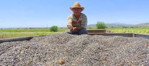 Dinar’da Çerezlik Ayçiçeği Hasadı Başladı