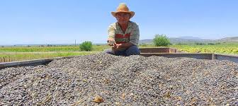 Denizli’nin Dinar ilçesinde yaklaşık