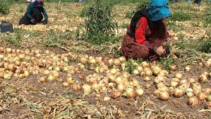 Yozgat’ın verimli topraklarına sahip Aydıncık