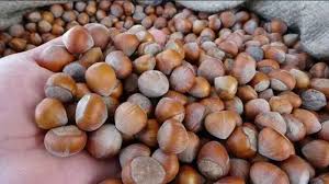 Fındık Üreticisine Müjde: Alım Fiyatları Belirlendi!