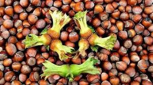 TMO, Giresun Bulancak’ta Sezonun İlk Fındığını 135,96 Liradan Aldı