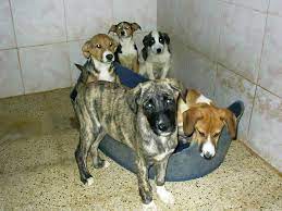 Barınakta “Köpek Katliamı” İddiası