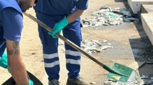 İzmir Körfezi’nde Balık Ölümleri: Çevre Bakanlığı İnceleme Başlattı