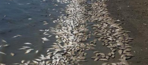 Balık Ölümleri Alarm Veriyor: Plankton Patlaması ve Kirlilik Tehlikesi