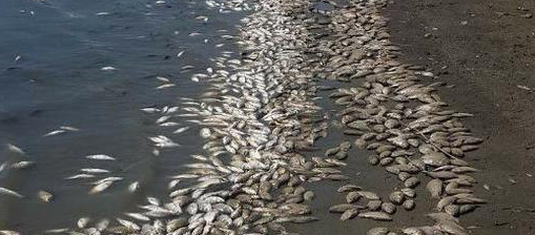 İzmir Körfezi’nde son günlerde