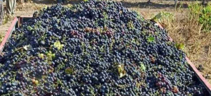 Sakarya’da Çiftçi Umutsuzluğunu Videoyla Duyurdu: “Çiftçiliği Bırakıyorum”