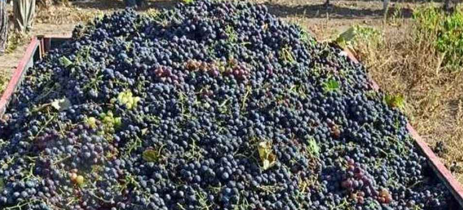 Sakarya’da üzüm yetiştiren bir çiftçi,