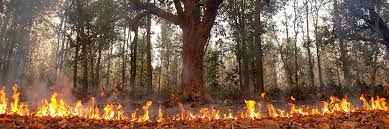 Denizli’nin Pamukkale ilçesi Yeniköy Mahallesi’nde,