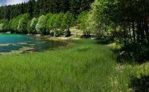 Mesire Alanı Projesi Protestosunda Silahlı Kavga: 1 Ölü, 2 Yaralı
