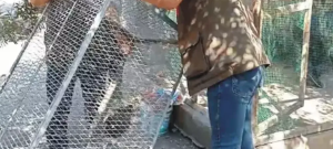 Osmaniye’de İzinsiz Tavus Kuşu Üretimi Yapan Kişiye Ceza