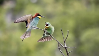 Antalya'nın Kaş ilçesinde, Doğa Koruma