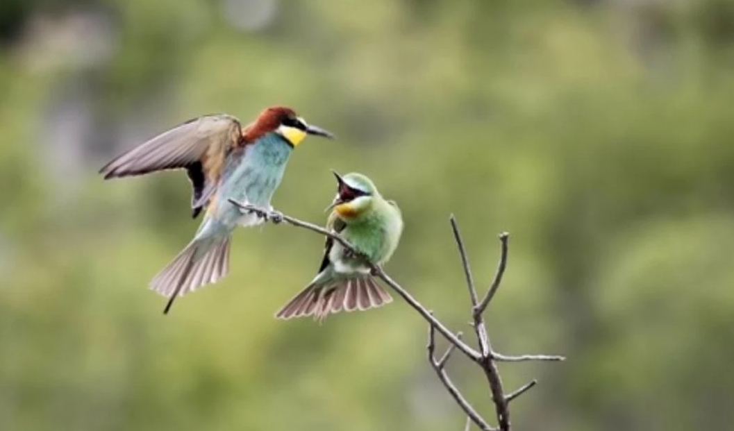 Antalya'nın Kaş ilçesinde, Doğa