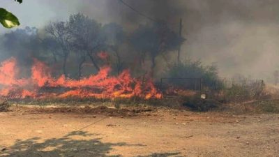 Antalya'nın Akseki ilçesinde badem ağaçlarının
