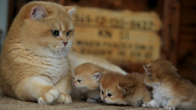 İstanbul'un Eyüpsultan ilçesinde kedilere asit