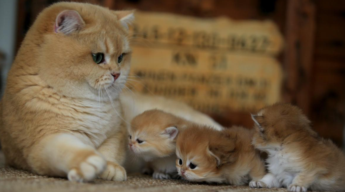 Kedilere Asit Saldırısı Yapan Şahıs 8 Yıl Hapis Cezasına Çarptırıldı