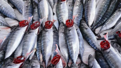 Denizlerde balık avı sezonunun devam