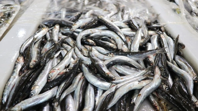 Trabzon Balık Hali'ndeki hamsi fiyatları,