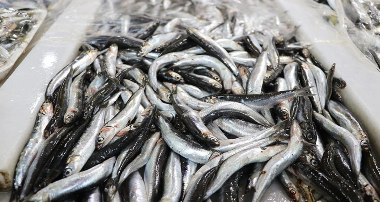 Hava Muhalefeti Avı Azalttı, Hamsi Fiyatları Rekorda