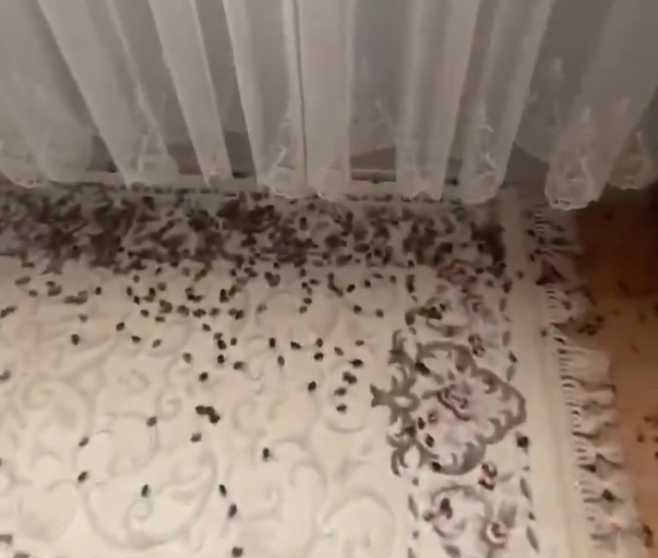 Osuruk Böceği İstilası: Evleri İstila Eden Böcekler Artıyor