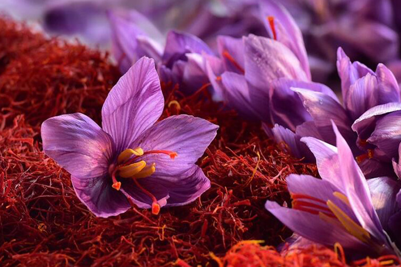 Kilosu 500 Bin Lirayı Bulan Safran Eğirdir’de Gelişiyor