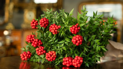 Kokina, yalnızca bir süs bitkisi