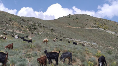 Burdur’un Bucak ilçesinde keçilerini bulmak