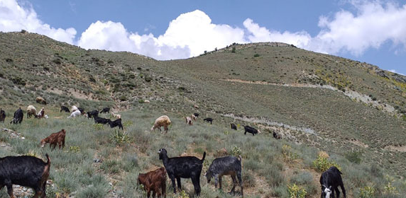 Bucak’ta 80 Yaşındaki Kadın Kayalıklardan Düşerek Hayatını Kaybetti
