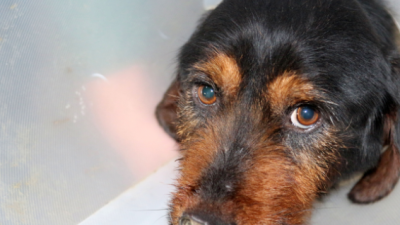 Burdur'un Bucak ilçesinde, R.P. (50)