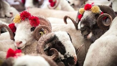 Kurban Bayramı yaklaşırken, vatandaşların merakla